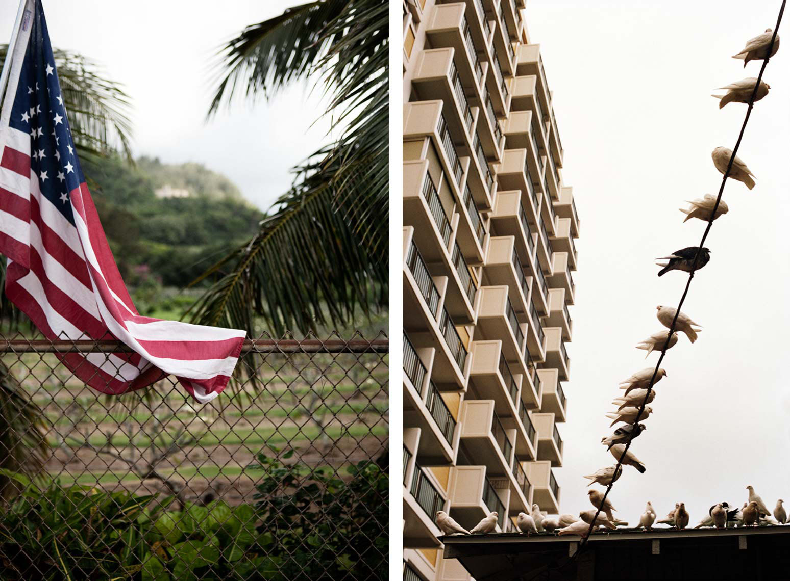 30-flag_bird_hawaii
