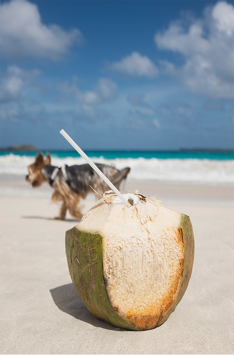 cocinut_dog